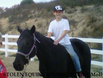 STOLEN EQUINE MISSING EQUINE Molly, Near Temecula, CA, 92592